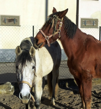 Aquiles