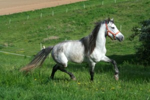 Altanero