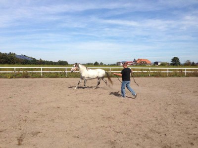 BandoleroFogoso