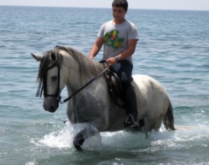 Andalusier-Clavel