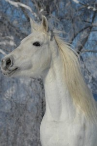 dulcinea