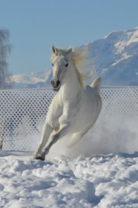 dulcinea