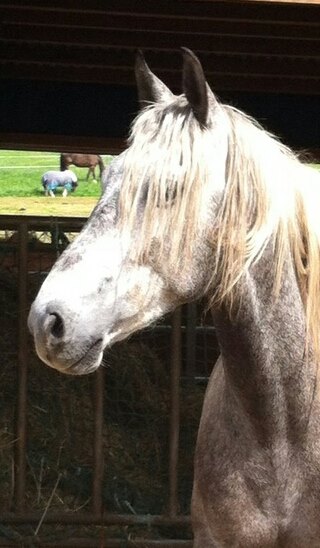 Fynn