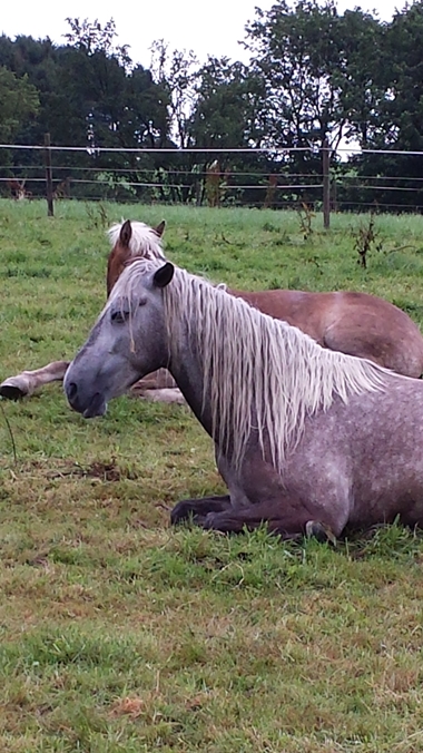Fynn