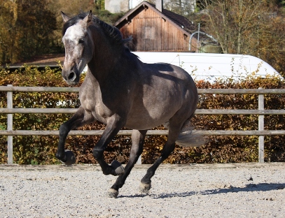Kuko