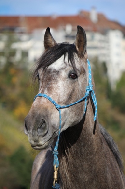 Kuko II