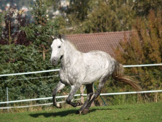 lourachi