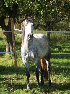 lourachi