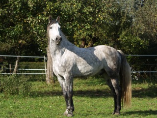 Lourachi