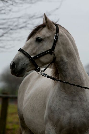 Noble Schermbeck