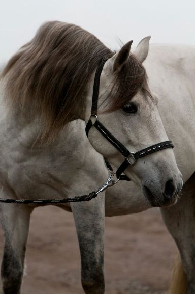 Noble Schermbeck