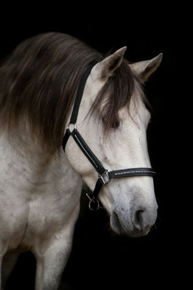 Noble Schermbeck
