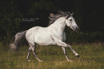 Noble