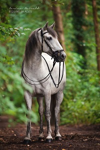 noble-ausland