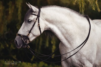 noble-ausland