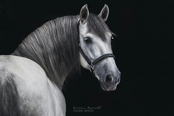 noble