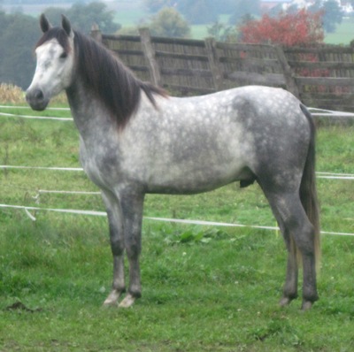 pedernal
