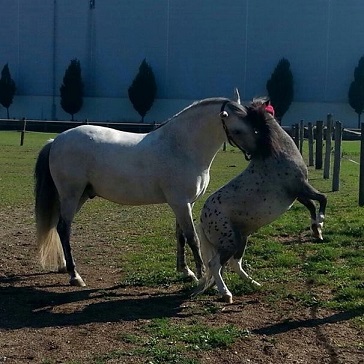 Sevi und Lexi