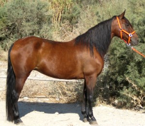 Andalusier-Morena
